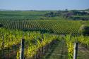 vinice